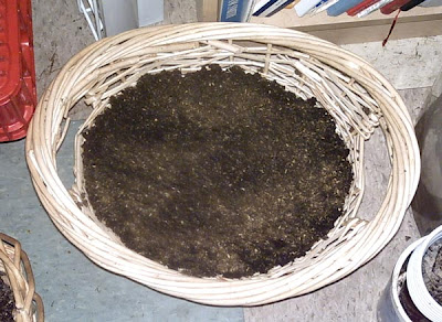 catmint basket