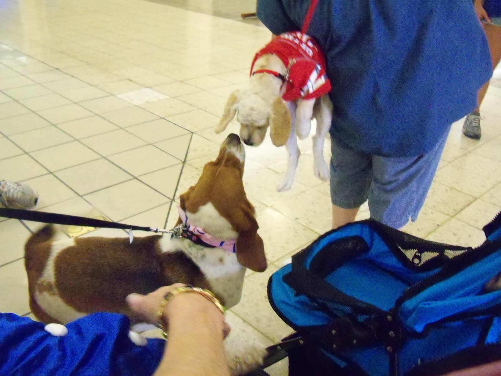 Dog Eared Paducah's Cutest Pet Contest Part 1 of 3