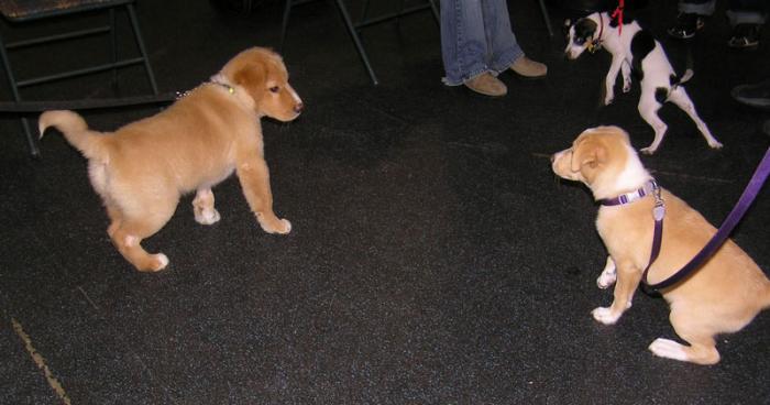 Puppy Class