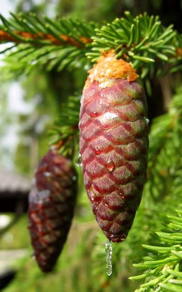 Norway Spruce Norway Spruce