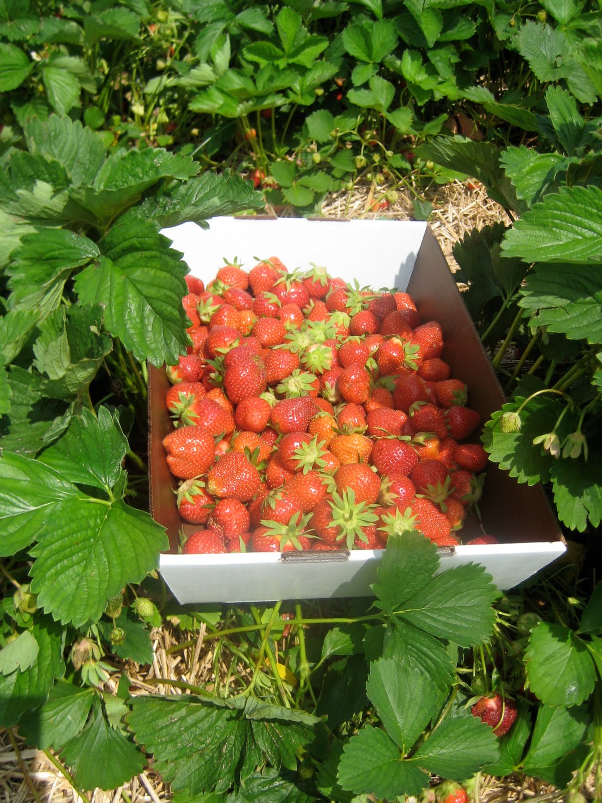 The June Violet Strawberries!!