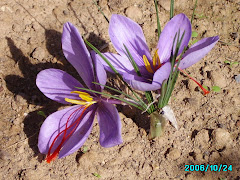 Iridácea