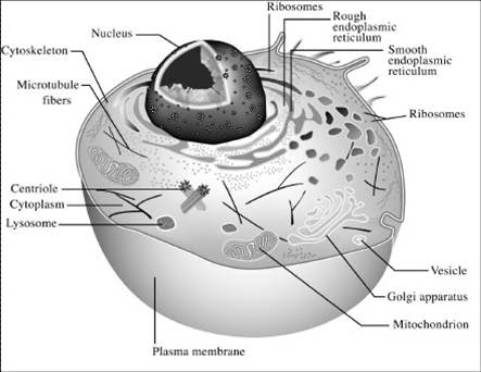Animal cell essay