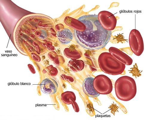 componentes de la sangre. componentes de la sangre.