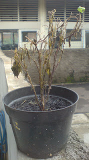 Dying Black-Chili