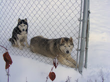 Snow Dogs