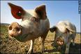 [Pigs.jpg]