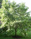 A Mulberry Tree