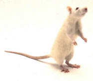 Le Rat Zepam