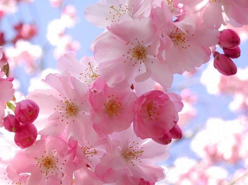 flower photography flower photography