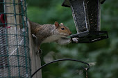 Breakfast in the back yard.
