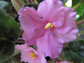 African Violets