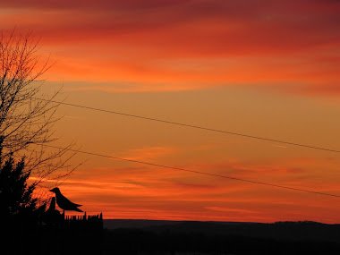 Crow at Sunset in Pennsylvania