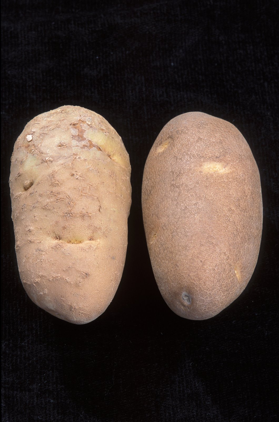 [potato]