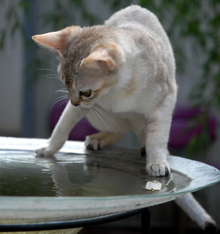 Hwfd Singapura Cat Breed Widescreen Wallpaper Hd Wallapapers