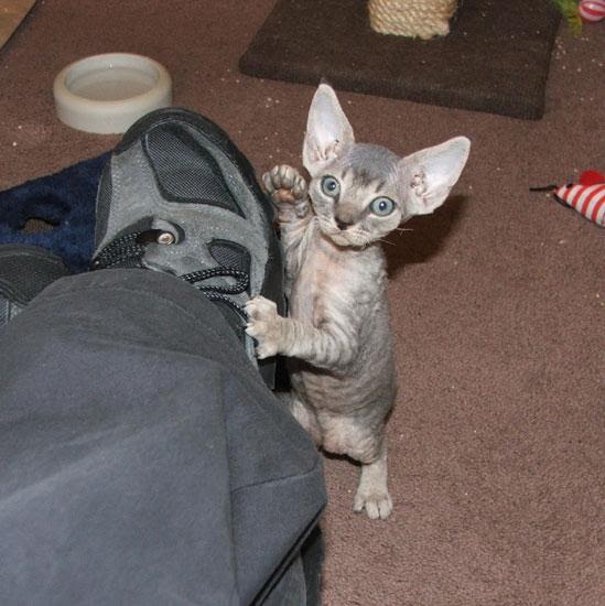Famous Burmese Cat Names Famous Burmese Cat Names
