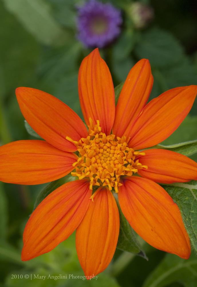 narrow leaf zinnia