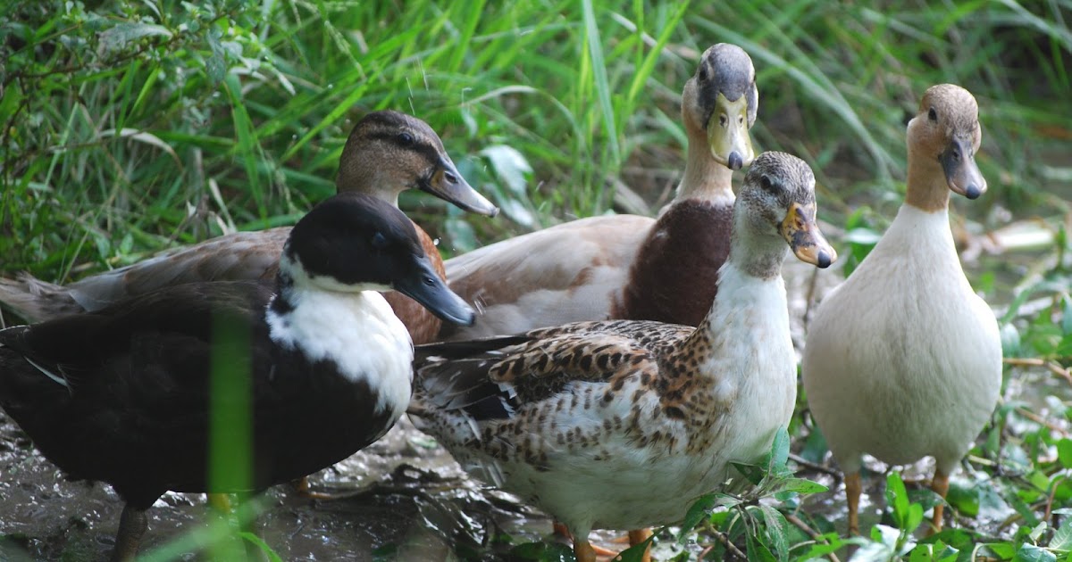 The Official Blog Call ducks