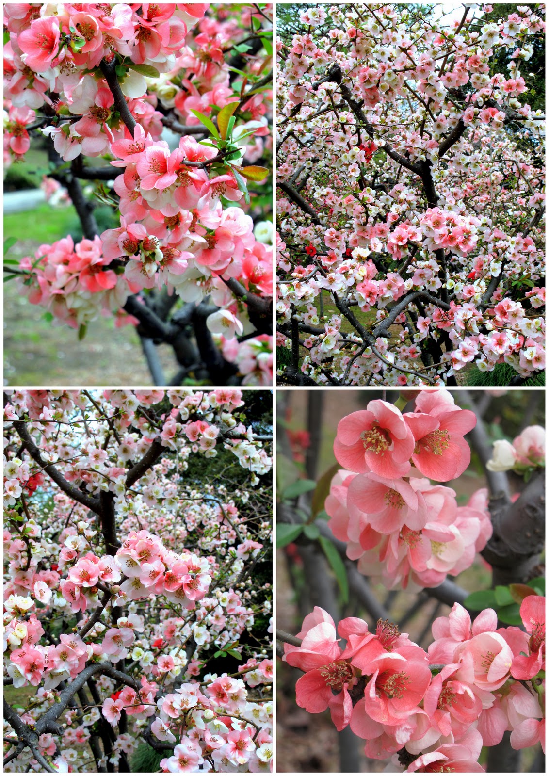 Melastoma Malabathricum Native Plants Garden