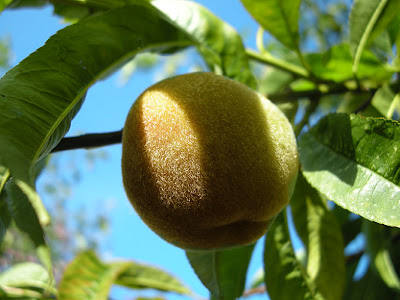 murarbalja murarbalja