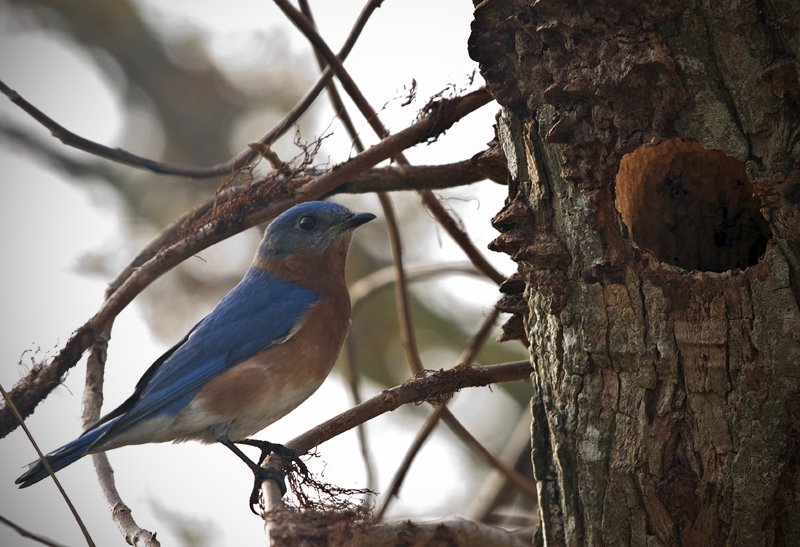 [Backyard+Blue+Bird+and+Nest+_blog++.jpg]