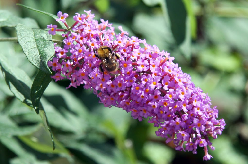 Wyldestone Cottage Buddleia The Butterfly Bush