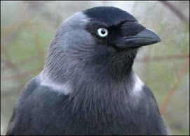 Jackdaw