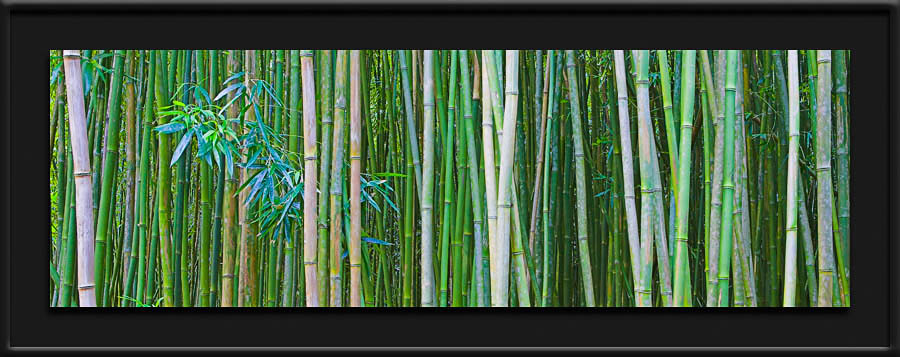 bamboo