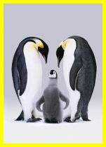 [pinguins-1.jpg]