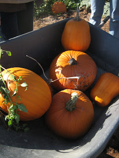 une citrouille d'halloween à seattle