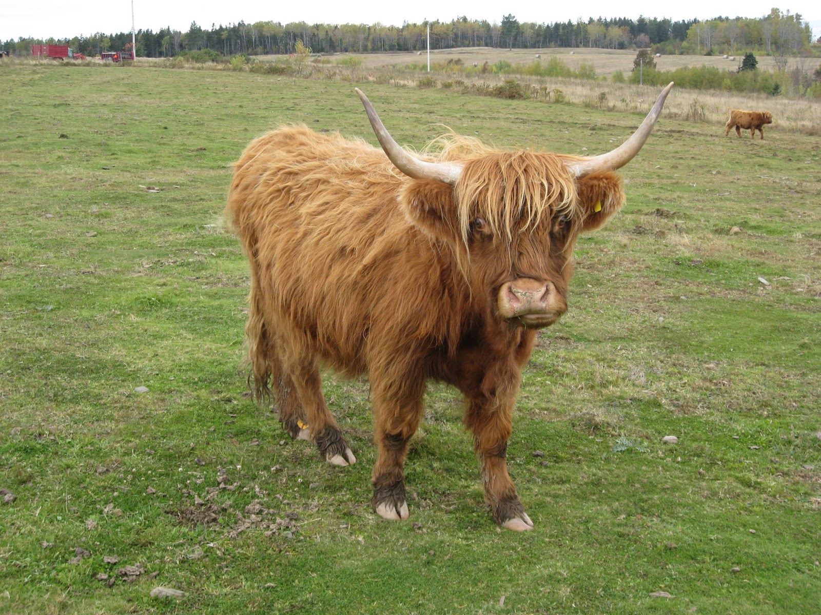 West End Epicure The Best Beef in Nova Scotia