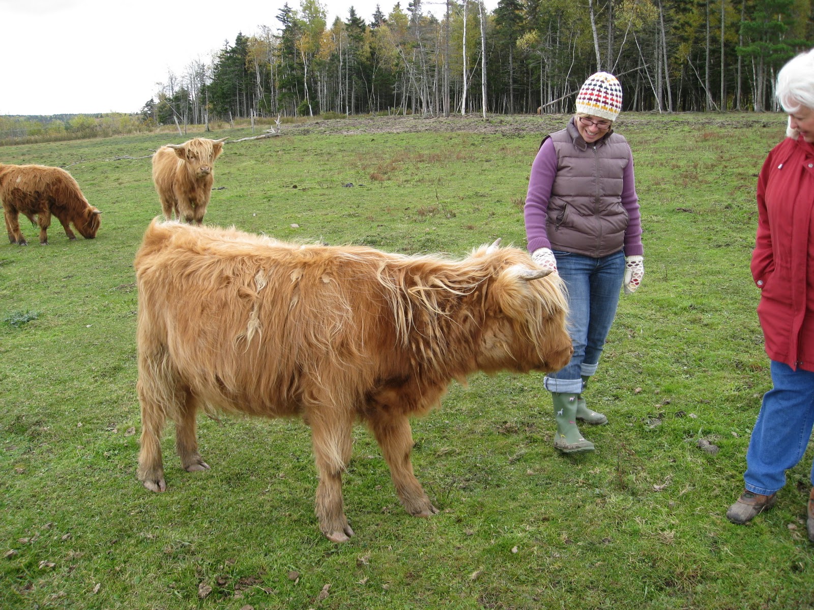 West End Epicure The Best Beef in Nova Scotia