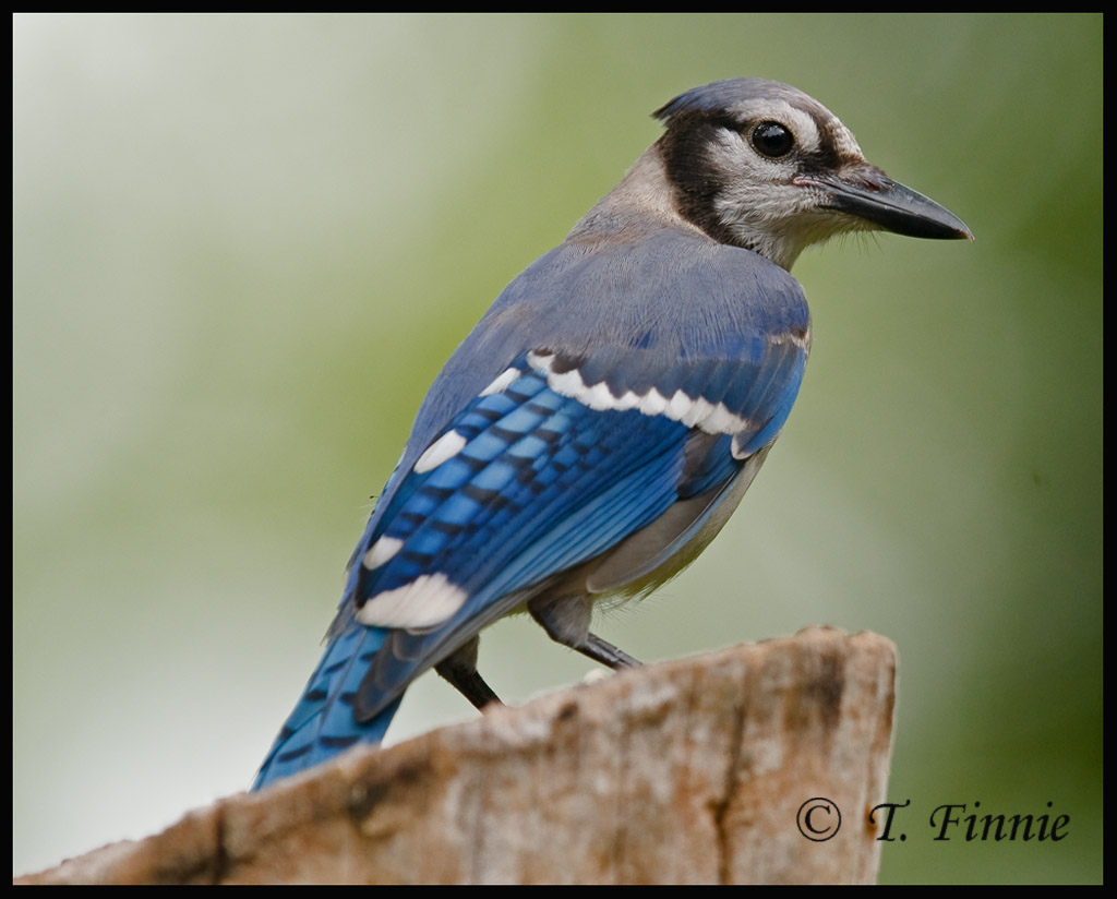Thomas Finnie Photography: Blue Jays, Cardinals and Woodpeckers