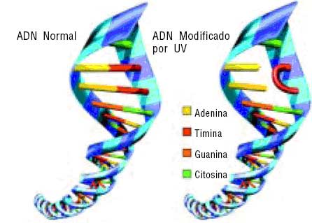 [dna.jpg]