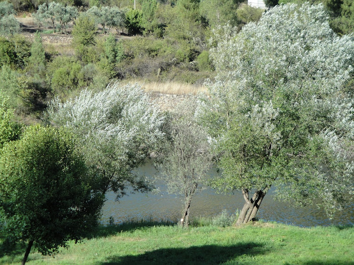 CAMBAS/OLEIROS