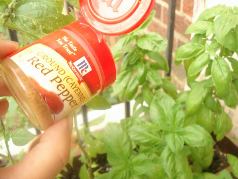 Beans, Rice & Life Keeping squirrels out of your garden!