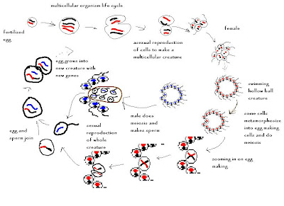 what are the three basic functions of a multicellular and unicellular organism