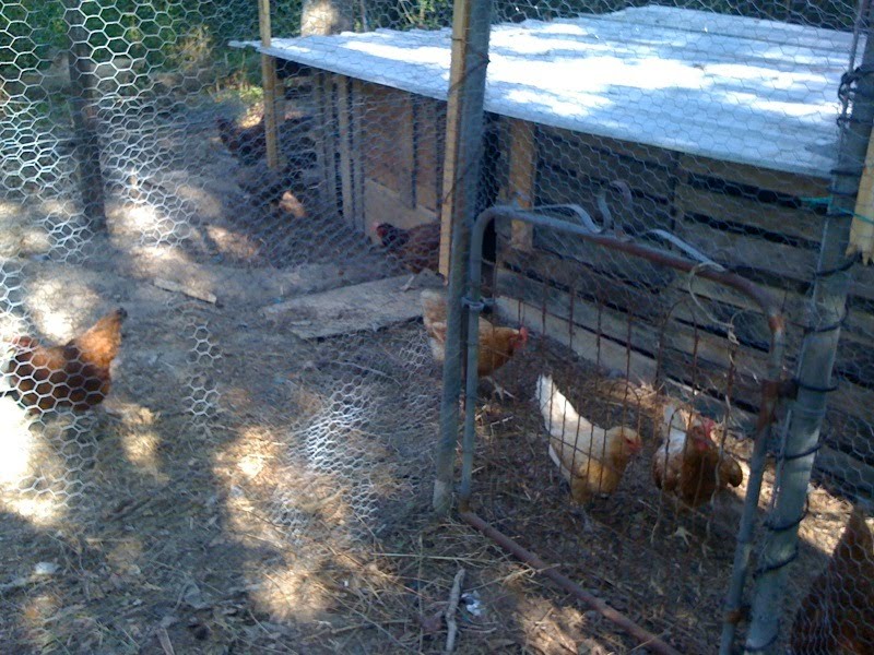 Building Chicken Coops in Hammond OUR SCHOOL AT BLAIR GROCERY