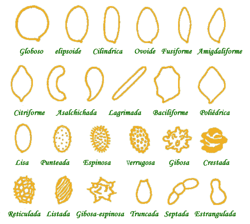 Esporas De Hongos Tipo Candida Diet Oikos