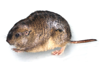 Argentine Tuco Tuco