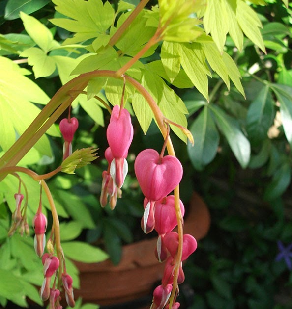 photos of hearts and flowers