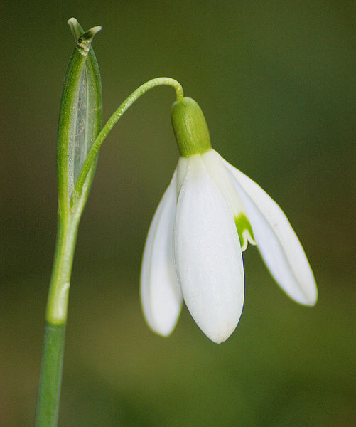 image gallery snowdrop image gallery snowdrop