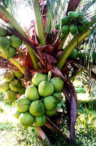 Buah Kelapa