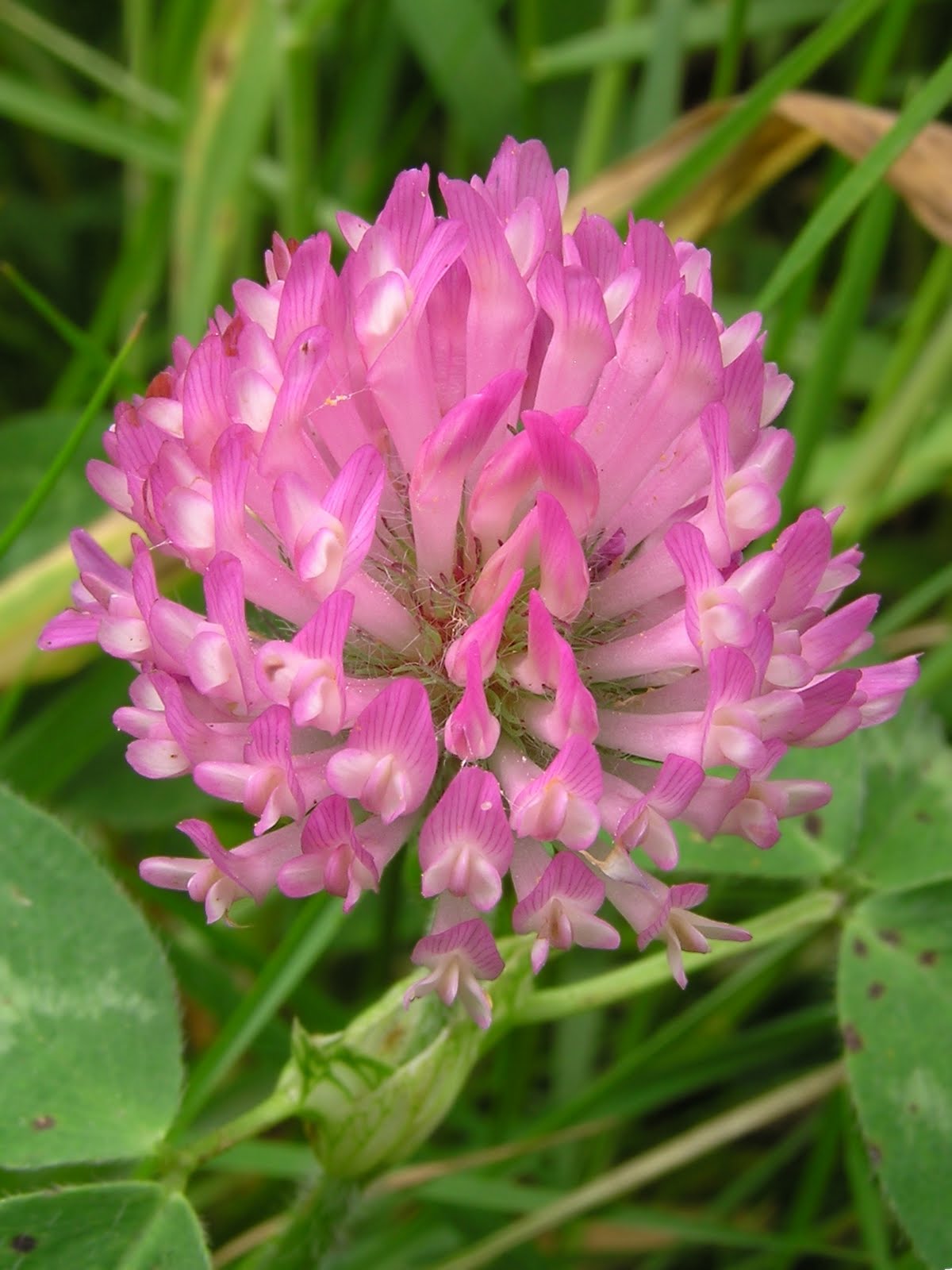 KaHolly Red Clover