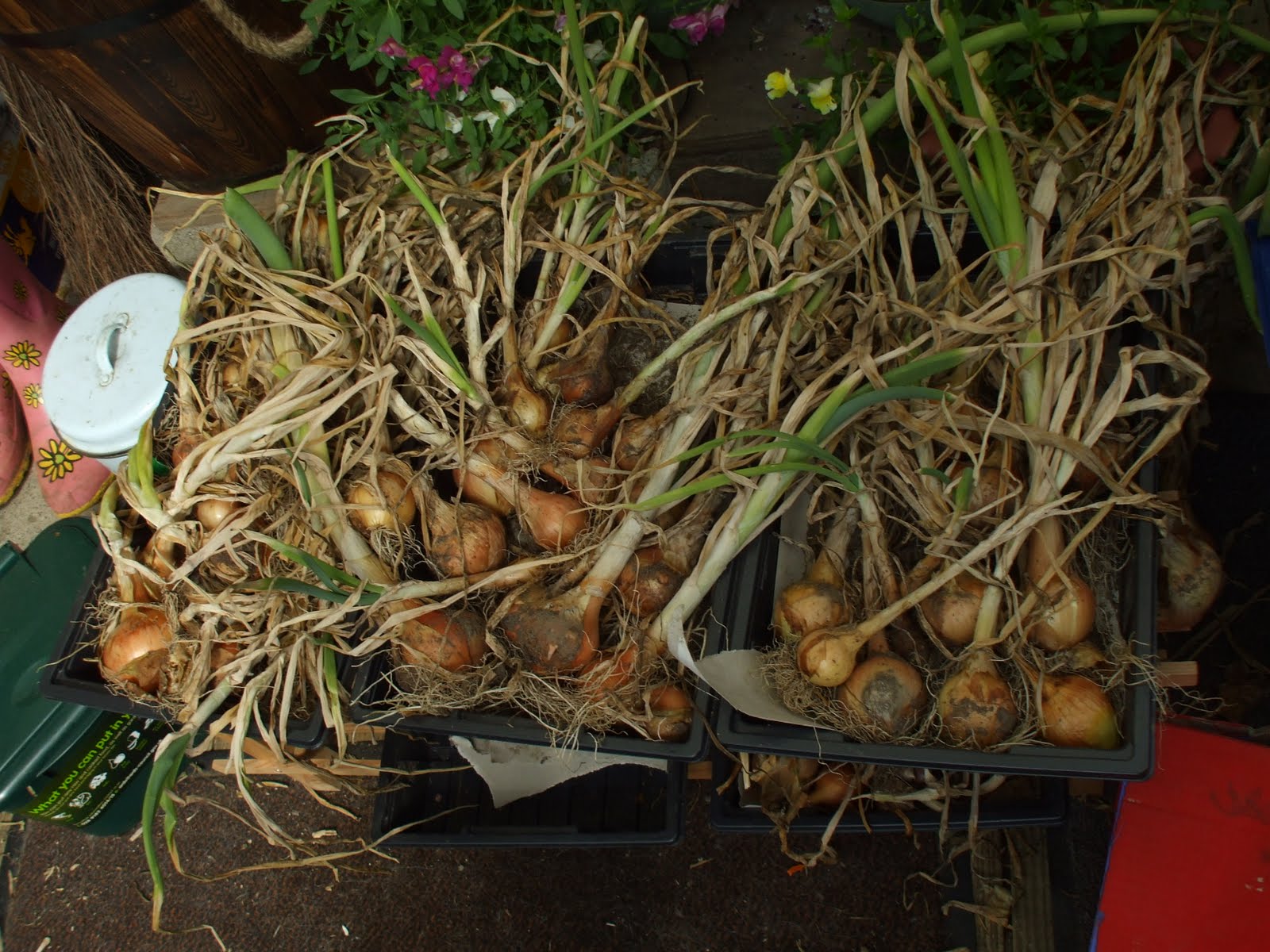 Onion White Rot