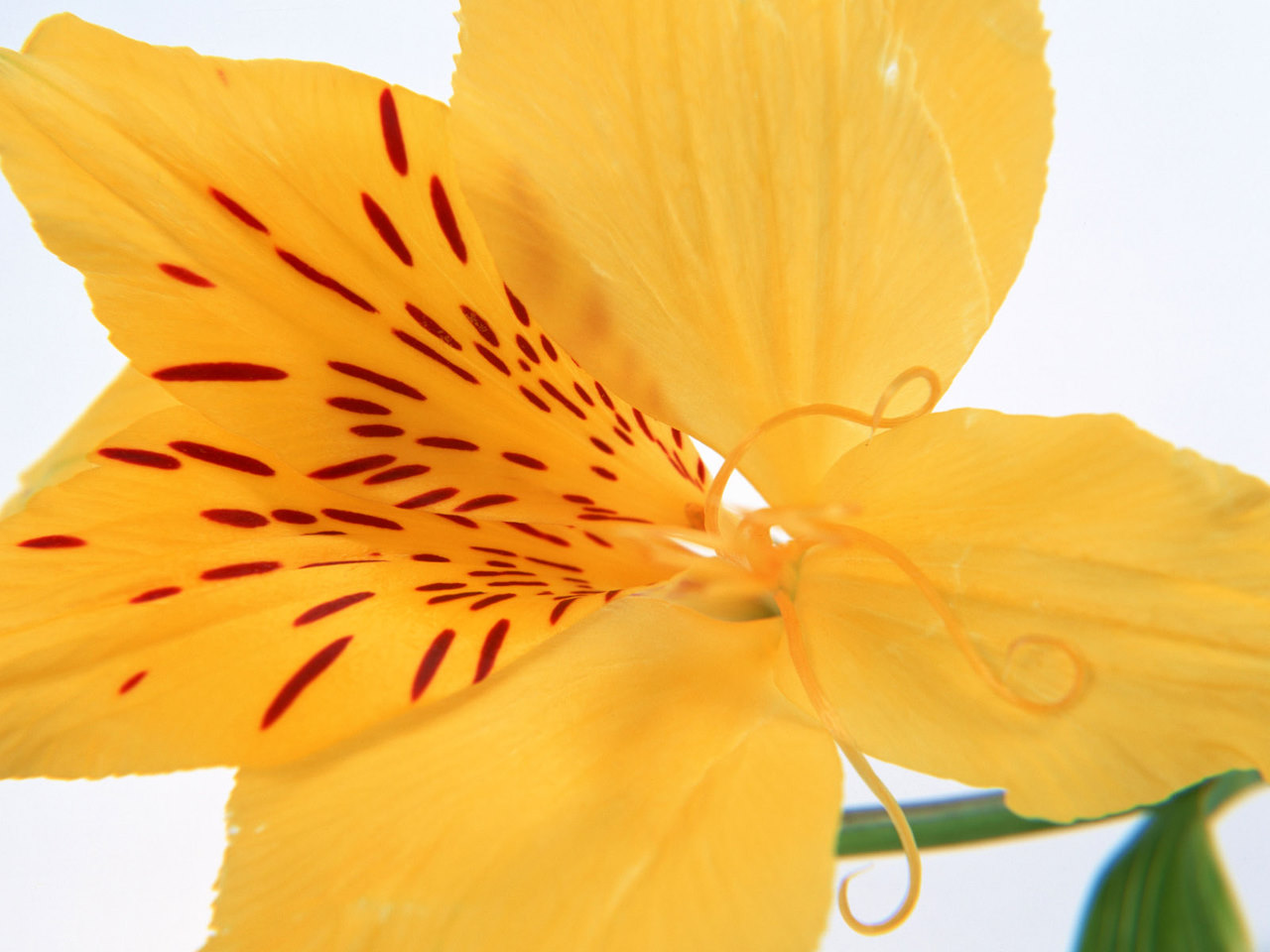 http://2.bp.blogspot.com/_uTGKd6u5pJ4/TRlK9yu3euI/AAAAAAAAAO8/Yg3DRAa5YTg/s1600/Yellow-Daffodil-Flower-Wallpaper.jpg
