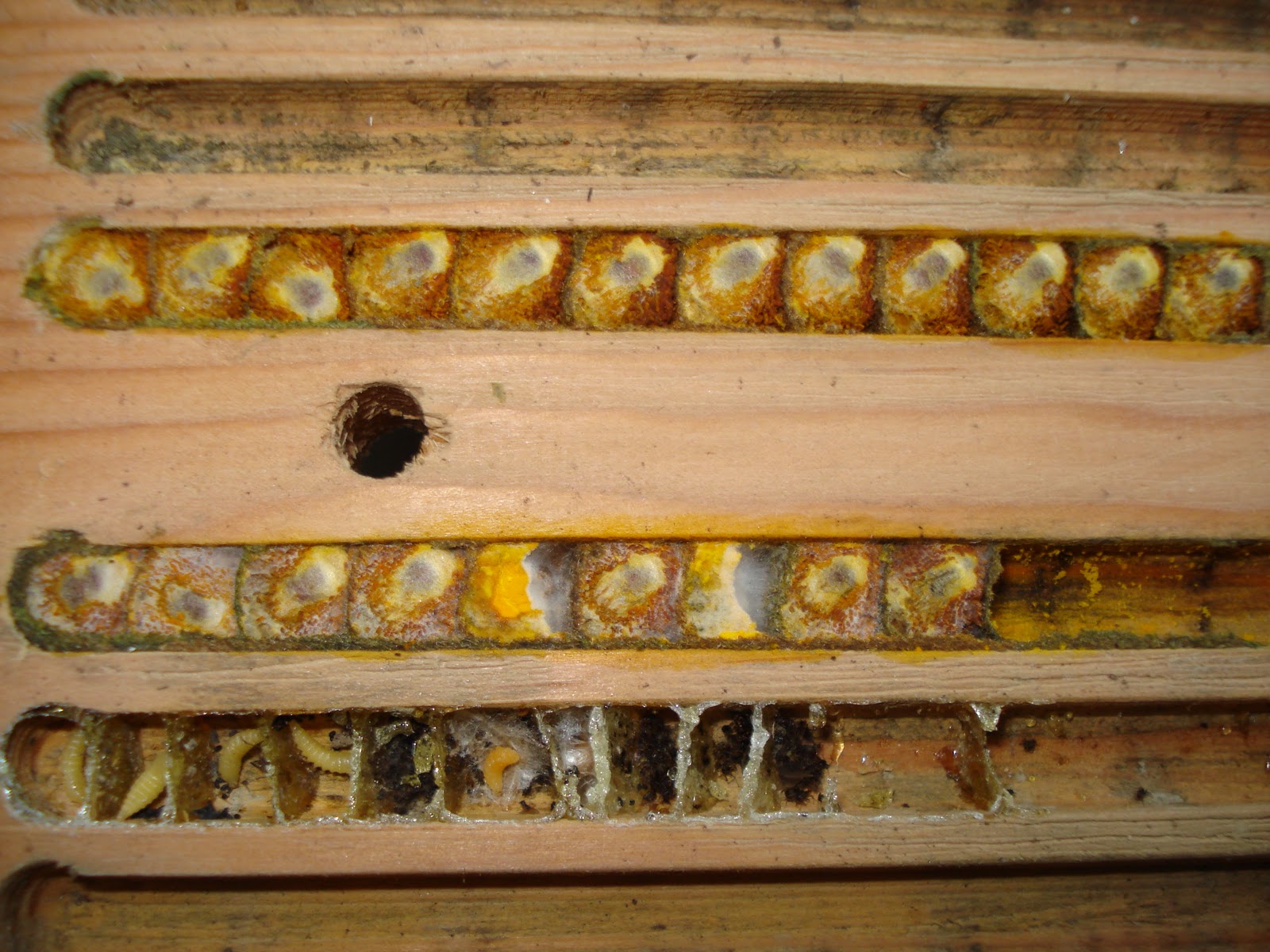 Summer Solitary bees including Resin Bees