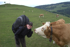 Cows at Le Saleve launch
