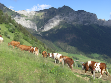 Strolling with the cows at Annecy