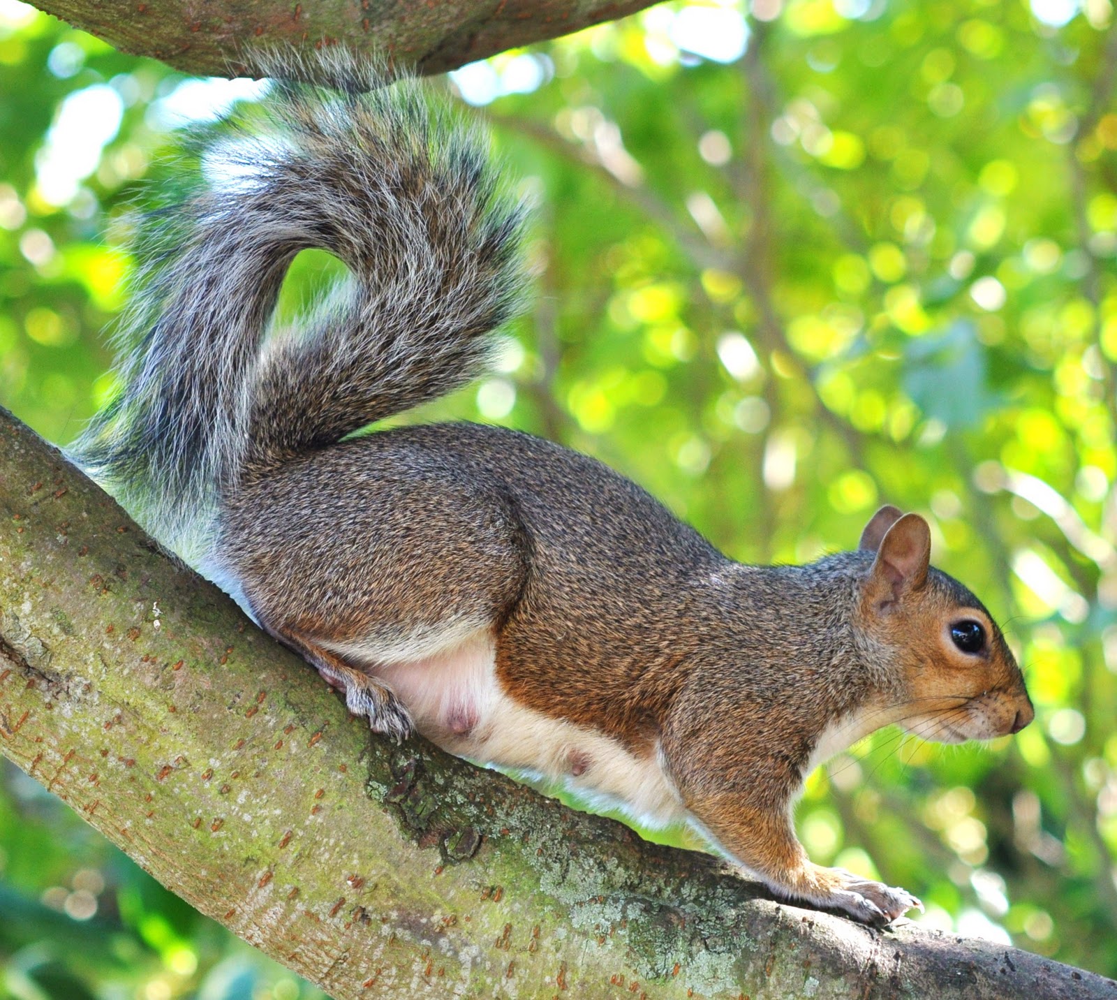 American Grey Squirrel